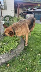 Found/Stray Unknown Dog last seen X street, E 33rd st, Vancouver, WA 98663