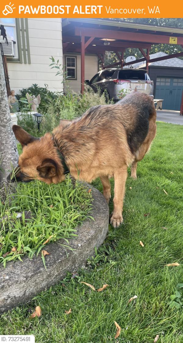 Found/Stray Unknown Dog last seen X street, E 33rd st, Vancouver, WA 98663