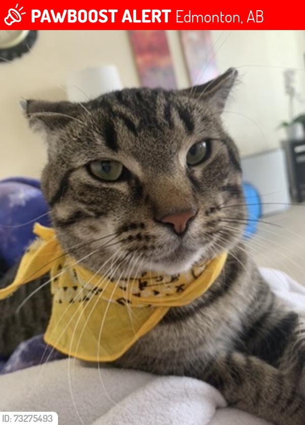 Lost Male Cat last seen Millwoods, Edmonton, AB 