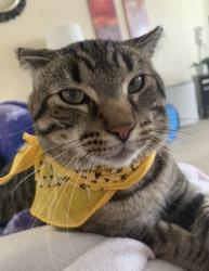 Lost Male Cat last seen Millwoods, Edmonton, AB 