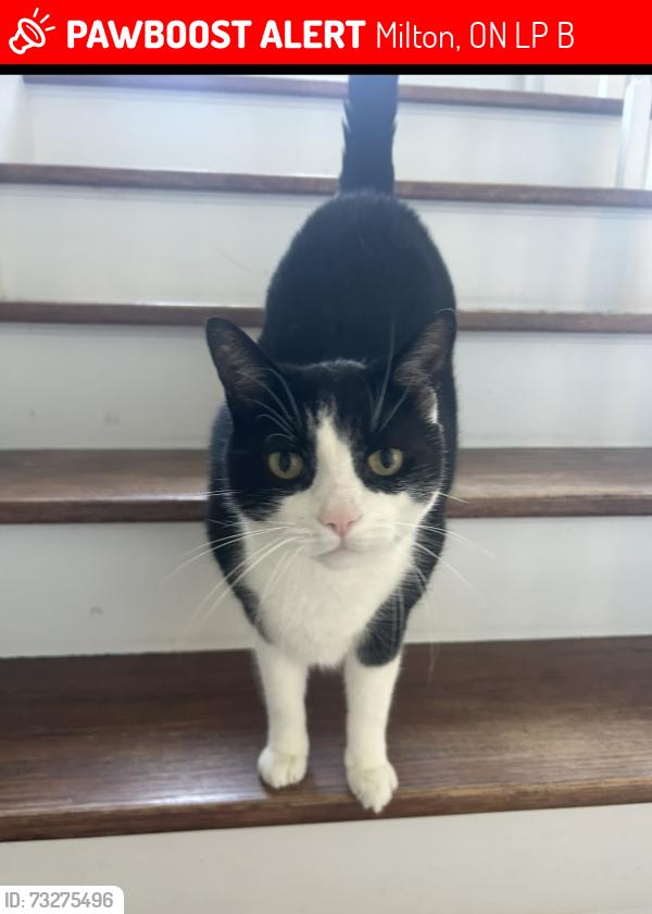 Lost Male Cat last seen Brookville public school, Milton, ON L0P 1B0