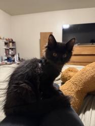 Found/Stray Male Cat last seen W Canterbury dr & W woodlood dr, Boise, ID 83704