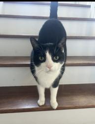 Lost Male Cat last seen Brookville public school, Milton, ON L0P 1B0