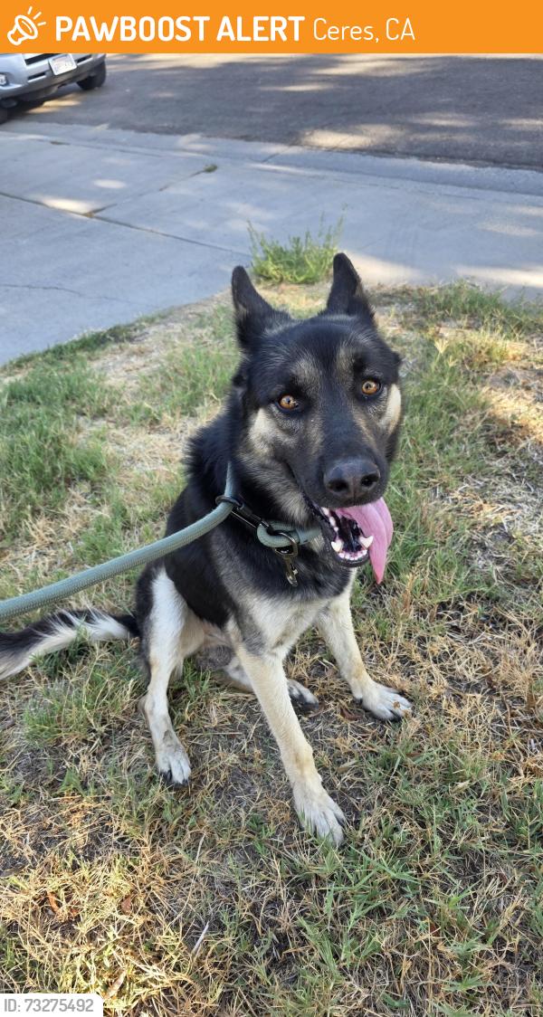 Found/Stray Male Dog last seen 10th street, Ceres, CA 95307