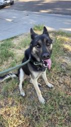 Found/Stray Male Dog last seen 10th street, Ceres, CA 95307