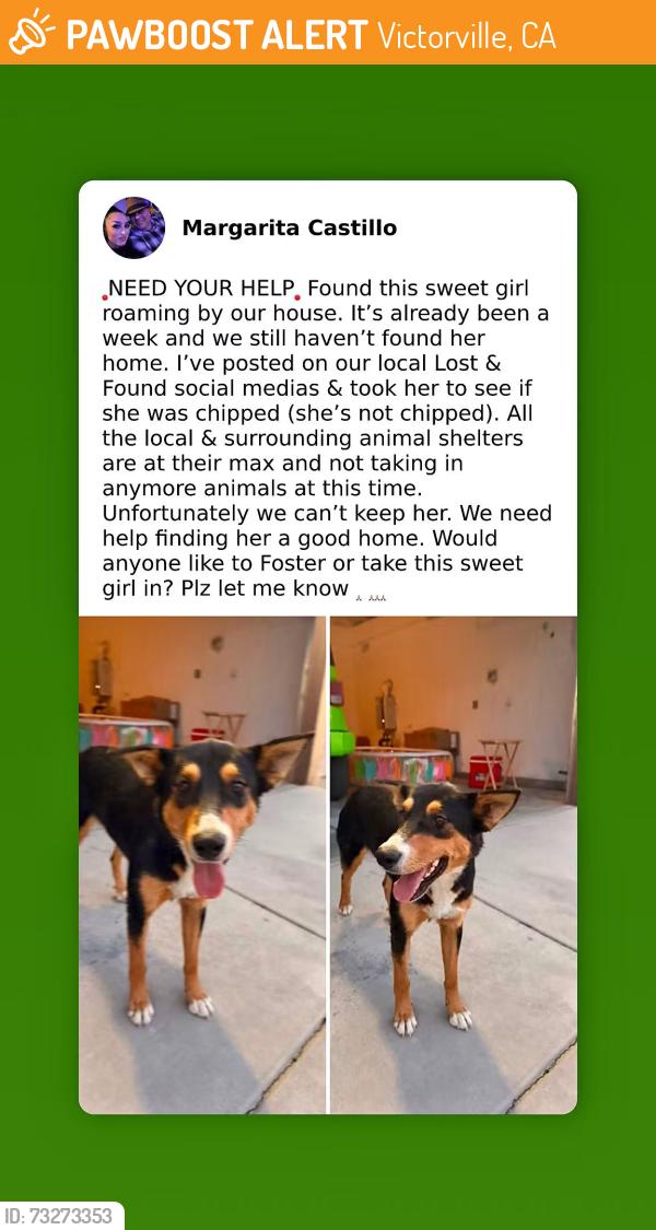 Found/Stray Female Dog last seen Mojave & Rocky Knoll Lane on Pilot Rock Way, Victorville, CA 92394