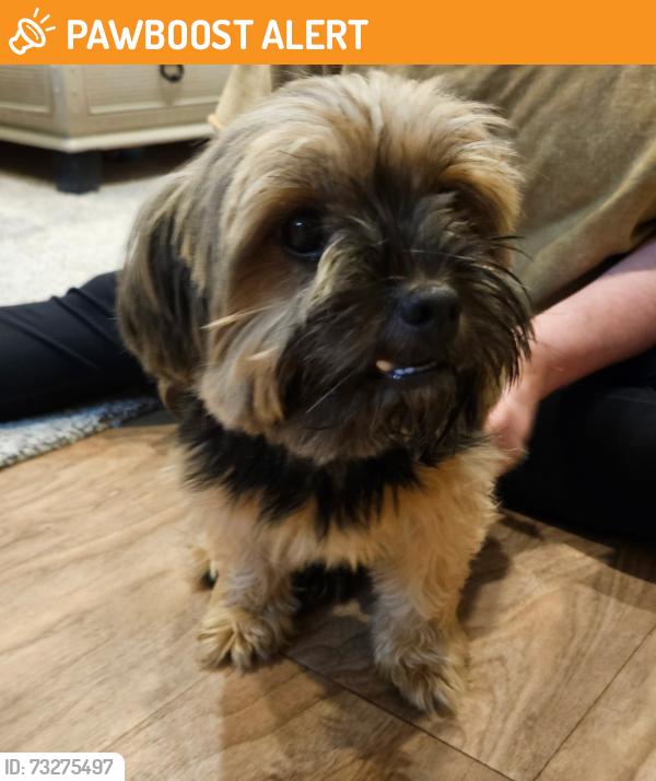 Found/Stray Female Dog last seen Bahia rd, Silver Springs Shores, FL 34472