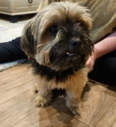 Found/Stray Female Dog last seen Bahia rd, Silver Springs Shores, FL 34472