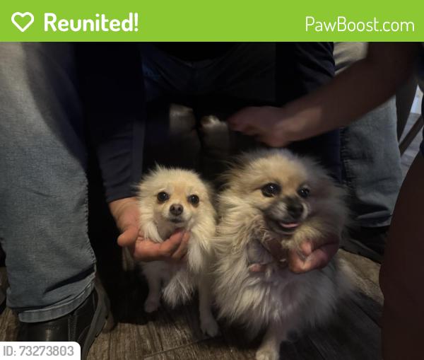 Reunited Female Dog last seen Vista, Burke , Spencer, fairmont, Pasadena, TX 77504