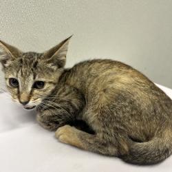 Shelter Stray Female Cat last seen , 3607 N Armenia Ave, Tampa, FL 33607, USA