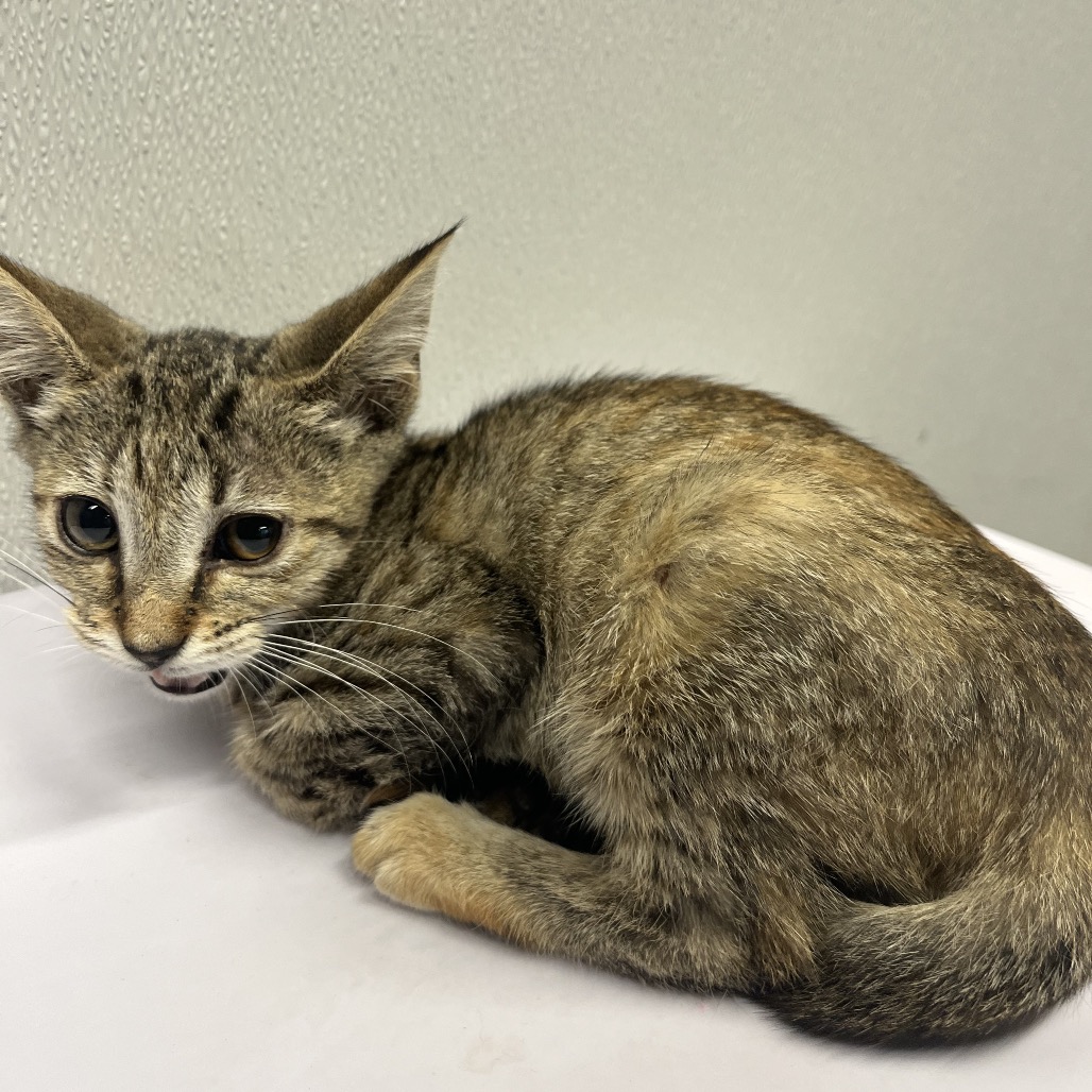 Shelter Stray Female Cat last seen , 3607 N Armenia Ave, Tampa, FL 33607, USA