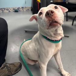 Shelter Stray Female Dog last seen , Animal Care & Control Team of Philly, 111 W Hunting Park Ave, Philadelphia, PA 19140, USA