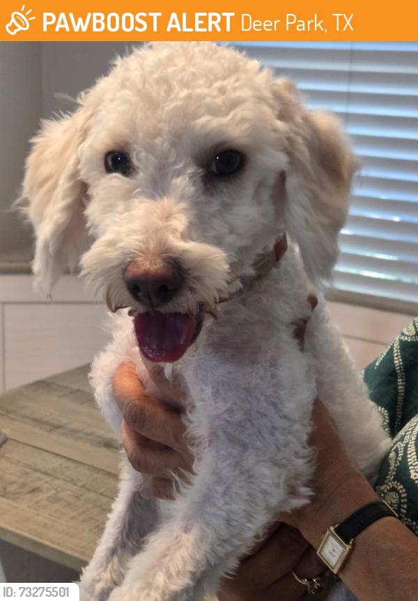 Found/Stray Female Dog last seen Luella, Deer Park, TX 77536