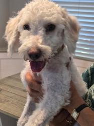 Found/Stray Female Dog last seen Luella, Deer Park, TX 77536