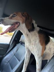 Reunited Male Dog last seen Target Parking Lot at Josey Ln. & S.H. 121, The Colony, TX 75056