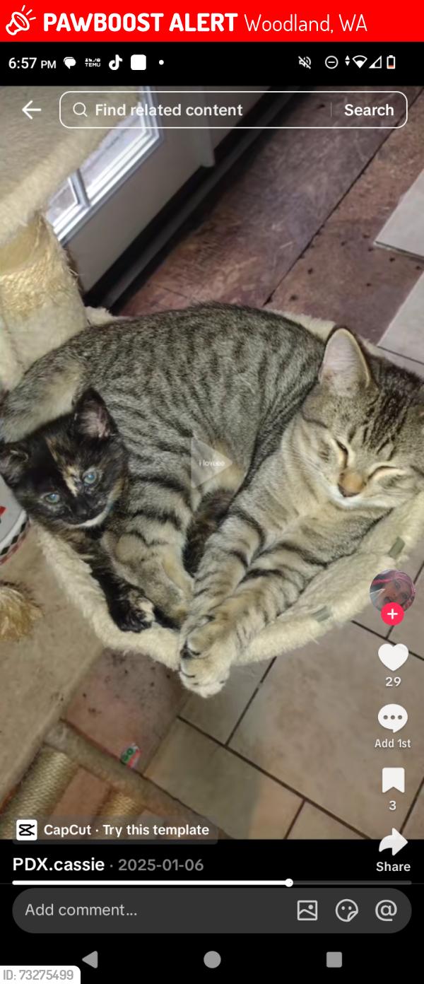 Lost Male Cat last seen Golf course and RV park, Woodland, WA 98674
