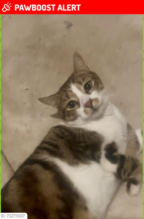 Lost Male Cat last seen May Avenue Altona Meadows, Altona Meadows, VIC 3028
