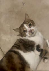 Lost Male Cat last seen May Avenue Altona Meadows, Altona Meadows, VIC 3028