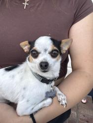 Reunited Female Dog last seen Monterey rd and Central Ave, near Britton Middle School, Morgan Hill, CA 95037