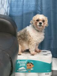 Lost Male Dog last seen Near Woodbury St High Point NC, High Point, NC 27260