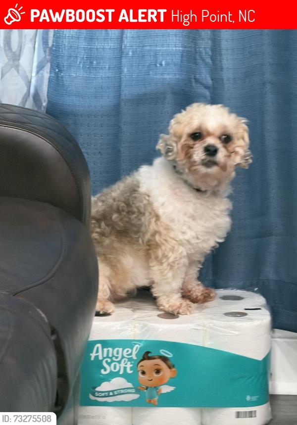 Lost Male Dog last seen Near Woodbury St High Point NC, High Point, NC 27260