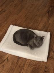 Reunited Male Cat last seen Near cooper st, Brooklyn, NY 11237