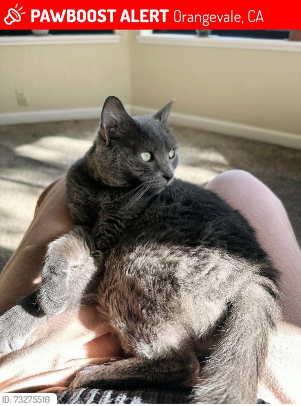 Lost Female Cat last seen Lake Natoma and Dalton Way, Orangevale, CA 95662
