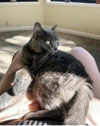 Lost Female Cat last seen Lake Natoma and Dalton Way, Orangevale, CA 95662