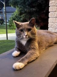 Lost Female Cat last seen Venetian and Delowe, Atlanta, GA 30311