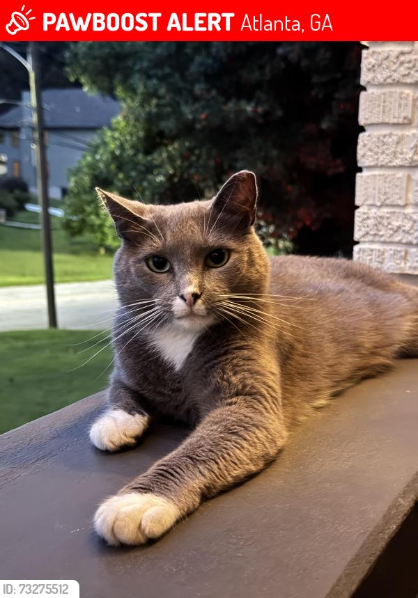 Lost Female Cat last seen Venetian and Delowe, Atlanta, GA 30311