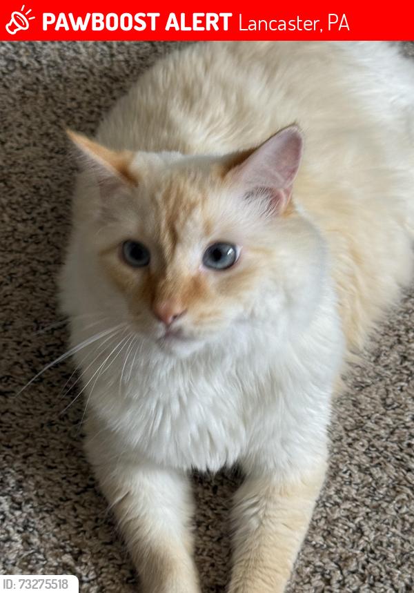 Lost Male Cat last seen Fox chance neighbourhoods, Lancaster, PA 17601