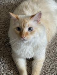 Lost Male Cat last seen Fox chance neighbourhoods, Lancaster, PA 17601