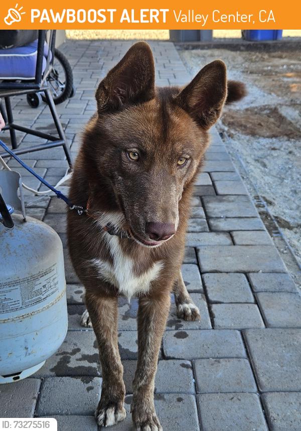 Found/Stray Male Dog last seen Ricks Ranch Rd, Valley Center, CA 92082