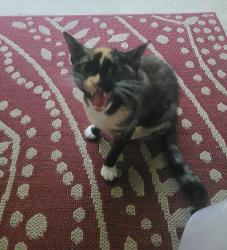 Found/Stray Female Cat last seen Ambition Rd, Fayetteville, NC 28306