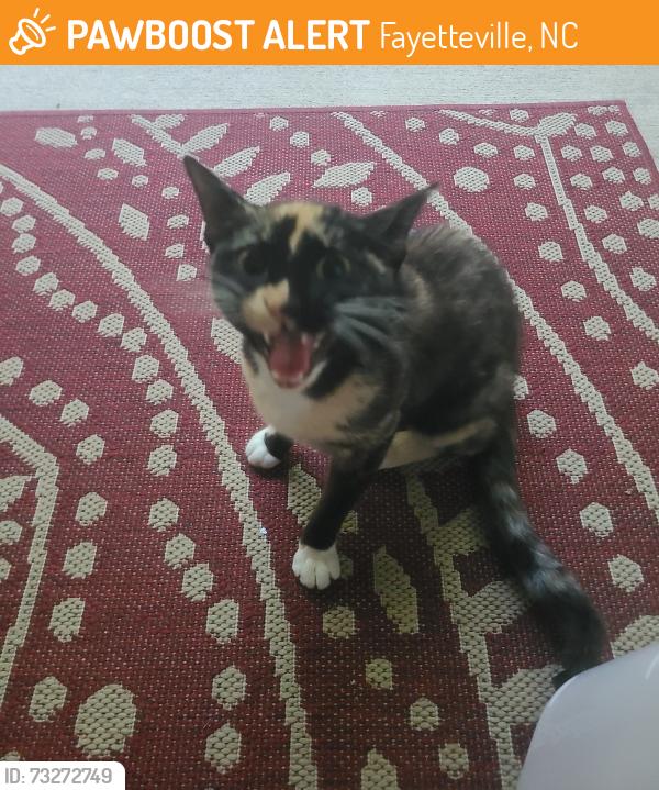 Found/Stray Female Cat last seen Ambition Rd, Fayetteville, NC 28306