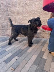 Reunited Male Dog last seen Sable Ave and Chambers, Aurora, CO 80012