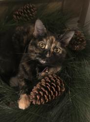Lost Female Cat last seen Off Carroll road, between Johnson and Hand road, just west of Carroll High School, Fort Wayne, IN 46818
