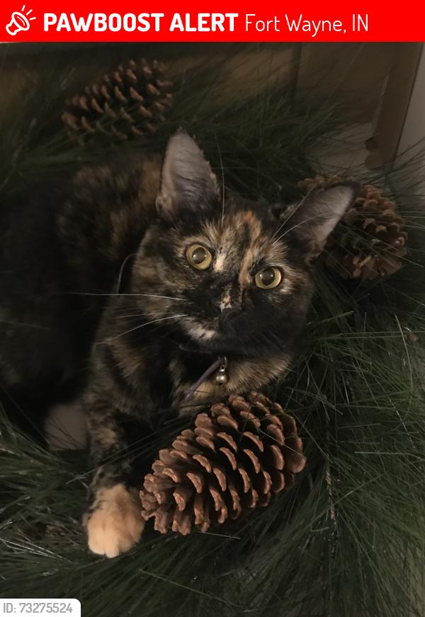 Lost Female Cat last seen Off Carroll road, between Johnson and Hand road, just west of Carroll High School, Fort Wayne, IN 46818