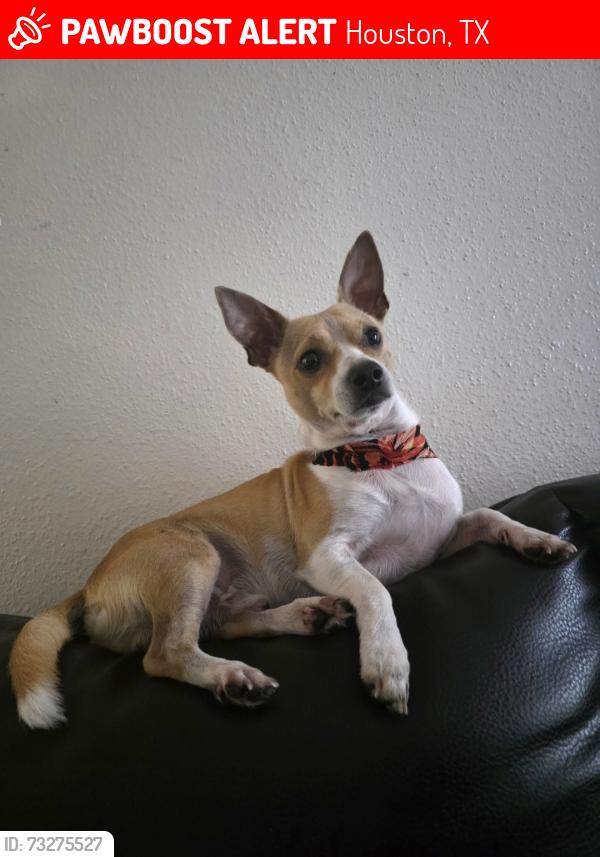 Lost Male Dog last seen Sandydale ln and chrisman, Houston, TX 77039