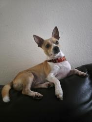 Lost Male Dog last seen Sandydale ln and chrisman, Houston, TX 77039