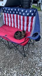 Reunited Unknown Cat last seen Berkshire Campground, Galena, OH 43021