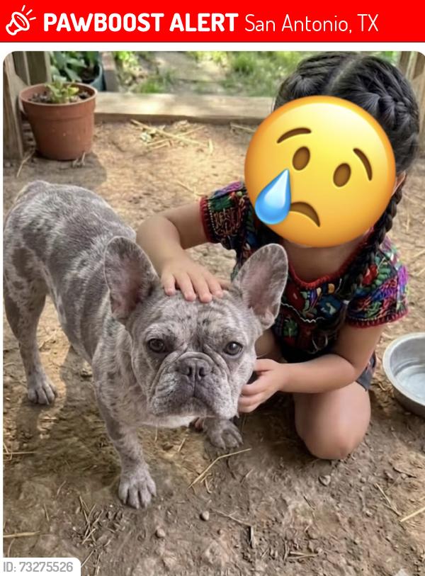 Lost Male Dog last seen Hotwells, San Antonio, TX 78220