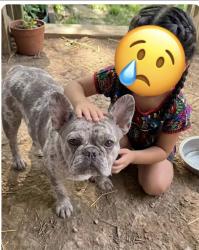 Lost Male Dog last seen Hotwells, San Antonio, TX 78220