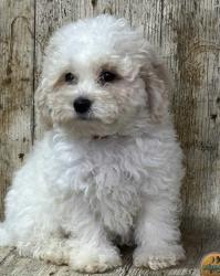 Lost Male Dog last seen Near Francis Ave chino, Chino, CA 91710