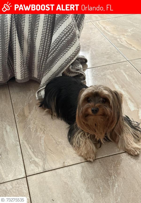 Lost Female Dog last seen Central, Orlando, FL 32803