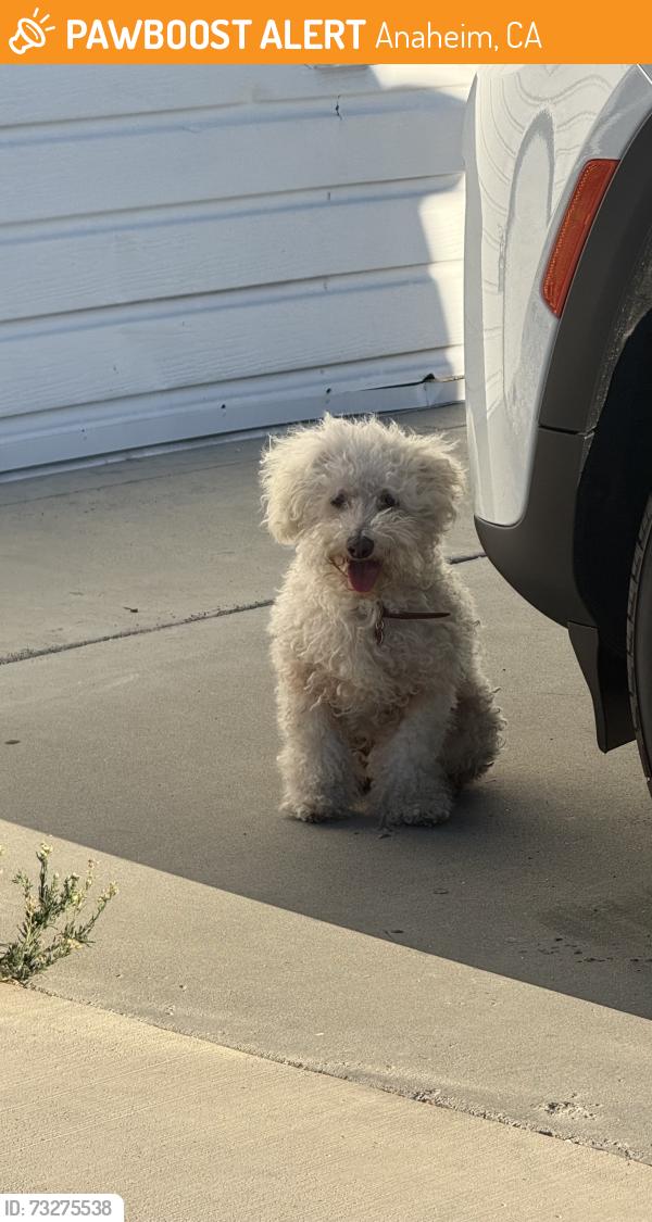 Found/Stray Male Dog last seen Magnolia and ball, Anaheim, CA 92804