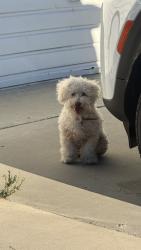 Found/Stray Male Dog last seen Magnolia and ball, Anaheim, CA 92804