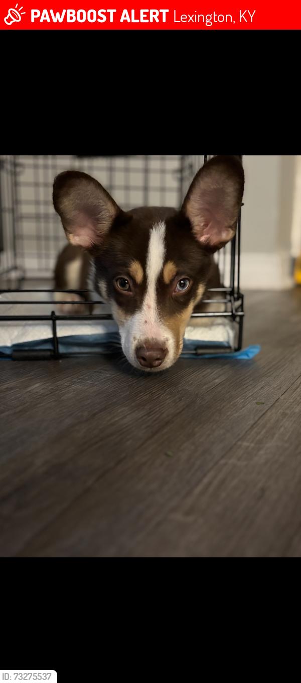 Lost Male Dog last seen Limestone and Rosemary, Lexington, KY 40505