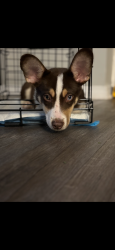 Lost Male Dog last seen Limestone and Rosemary, Lexington, KY 40505