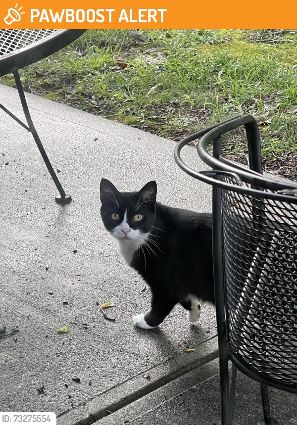 Found/Stray Unknown Cat last seen Woodward Dr, West Chester Township, OH 45069